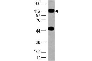 Image no. 1 for anti-Toll-Like Receptor 10 (TLR10) (AA 100-369) antibody (ABIN5027569) (TLR10 抗体  (AA 100-369))
