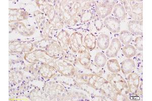Formalin-fixed and paraffin embedded mouse kidney labeled with Rabbit Anti Mitofusin 2/MFN2 Polyclonal Antibody, Unconjugated (ABIN682528) at 1:200 followed by conjugation to the secondary antibody and DAB staining (MFN2 抗体  (AA 1-120))