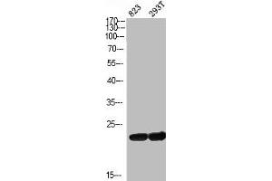 Western Blot analysis of 823 293T cells using ASC Polyclonal Antibody (PYCARD 抗体  (N-Term))