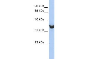 WB Suggested Anti-DLK1 Antibody Titration:  0. (DLK1 抗体  (Middle Region))
