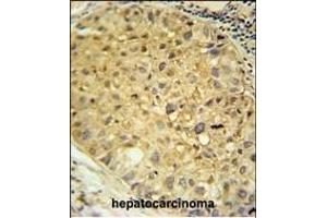 Immunohistochemistry (Paraffin-embedded Sections) (IHC (p)) image for anti-Dopa Decarboxylase (Aromatic L-Amino Acid Decarboxylase) (DDC) (AA 32-61), (N-Term) antibody (ABIN651727)