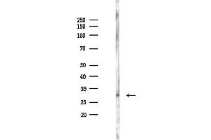 anti-14-3-3 zeta (YWHAZ) (pThr232) antibody