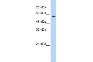 WB Suggested Anti-SF3A3 Antibody Titration:  0. (SF3A3 抗体  (Middle Region))
