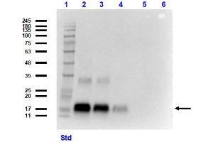 Western Blotting (WB) image for anti-Growth Differentiation Factor 15 (GDF15) (C-Term) antibody (ABIN964730)