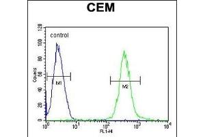 AT8B2 Antibody (N-term) (ABIN654734 and ABIN2844422) flow cytometric analysis of CEM cells (right histogram) compared to a negative control cell (left histogram). (ATP8B2 抗体  (N-Term))