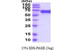 DCT Protein (AA 24-472) (His tag)