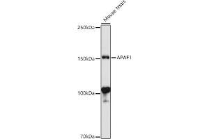 Western blot analysis of extracts of Mouse testis, using  antibody (ABIN1678685, ABIN3015308, ABIN3015309 and ABIN6213977) at 1:1000 dilution. (APAF1 抗体  (AA 1-250))
