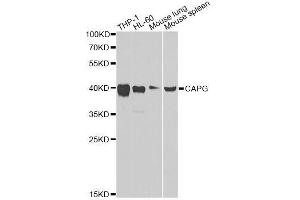 Western blot analysis of extracts of various cell lines, using CAPG Antibody. (CAPG 抗体  (AA 1-348))