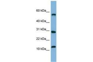 Image no. 1 for anti-Signal Recognition Particle 19kDa (SRP19) (C-Term) antibody (ABIN6741676) (SRP19 抗体  (C-Term))