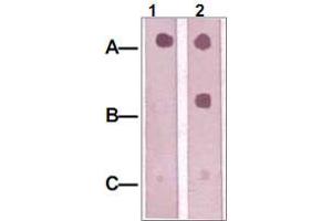 Dot Blot : 1 ug peptide was blot onto NC membrane. (IRS1 抗体  (pSer312))