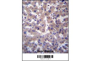 PRCP Antibody immunohistochemistry analysis in formalin fixed and paraffin embedded human liver tissue followed by peroxidase conjugation of the secondary antibody and DAB staining. (PRCP 抗体  (N-Term))