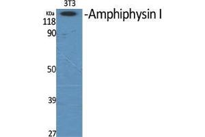 Western Blot (WB) analysis of specific cells using Amphiphysin I Polyclonal Antibody. (Amphiphysin 抗体  (Internal Region))