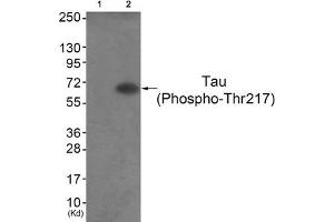 Western blot analysis of extracts from HepG2 cells (Lane 2), using Tau (Phospho-Thr217) Antibody. (MAPT 抗体  (pThr217))