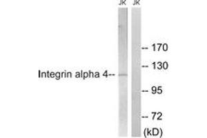 Western blot analysis of extracts from Jurkat cells, treated with PMA 125ng/ml 30', using Integrin alpha4 (Ab-1027) Antibody. (ITGA4 抗体  (AA 983-1032))