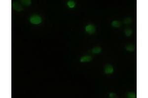 Immunofluorescent staining of HeLa cells using anti-GSC mouse monoclonal antibody (ABIN2452379). (GSC 抗体  (AA 107-257))