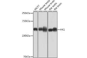 Western blot analysis of extracts of various cell lines, using HK1 Rabbit mAb (ABIN7267638) at 1:1000 dilution. (Hexokinase 1 抗体)
