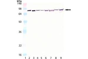 Western blot analysis of HSC70/HSP70, mAb (N27F3-4) :Lane 1: MW marker,Lane 2: HSC70/HSP73 (bovine), (recombinant) ,Lane 3: HSP70/HSP72 (human), (recombinant) ,Lane 4: 3T3,Lane 5: 3T3 (heat shocked),Lane 6: HeLa,Lane 7: HeLa (heat shocked),Lane 8: PC-12,Lane 9: PC-12 (heat shocked). (Hsc70 抗体)