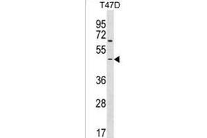 ARHGEF35 Antibody (Center) (ABIN1538181 and ABIN2850203) western blot analysis in T47D cell line lysates (35 μg/lane). (ARHGEF35 抗体  (AA 248-275))