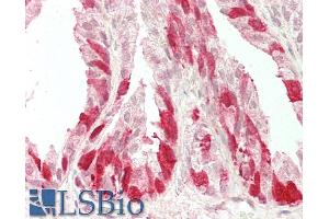 ABIN5539873 (5µg/ml) staining of paraffin embedded Human Prostate. (NELL2 抗体  (Internal Region))