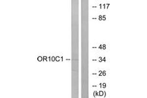Western blot analysis of extracts from LOVO cells, using OR10C1 Antibody. (OR10C1 抗体  (AA 61-110))