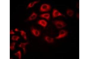 Immunofluorescence (IF) image for anti-C-Type Lectin Domain Family 3, Member B (CLEC3B) antibody (ABIN7307668)