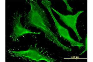 Immunofluorescence (IF) image for anti-Stonin 1 (STON1) (AA 529-620) antibody (ABIN524426)