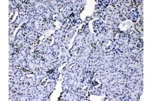 IHC testing of mouse kidney tissue with hnRNP A1 antibody at 1ug/ml. (HNRNPA1 抗体  (AA 8-42))