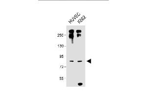 All lanes : Anti-DLL4_HUN at 1:1000 dilution Lane 1: HUVEC whole cell lysate Lane 2: K562 whole cell lysate Lysates/proteins at 20 μg per lane. (DLL4 抗体  (C-Term))