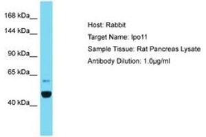 Image no. 1 for anti-Importin 11 (IPO11) (AA 328-377) antibody (ABIN6750373) (Importin 11 抗体  (AA 328-377))