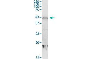 CDC2L6 MaxPab rabbit polyclonal antibody. (CDK19 抗体  (AA 1-502))