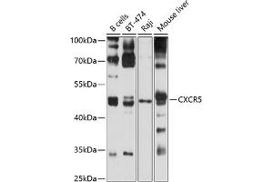 Western blot analysis of extracts of various cell lines, using CXCR5 antibody (ABIN6134268, ABIN6139288, ABIN6139289 and ABIN6220896) at 1:1000 dilution. (CXCR5 抗体  (C-Term))