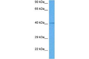 Host:  Rabbit  Target Name:  GATA5  Sample Tissue:  Mouse Testis  Antibody Dilution:  1ug/ml (GATA5 抗体  (C-Term))