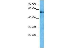 Host:  Rat  Target Name:  SMAD5  Sample Tissue:  Rat Liver  Antibody Dilution:  1ug/ml (SMAD5 抗体  (Middle Region))