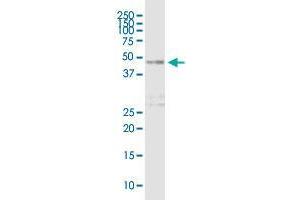 DOC2B MaxPab polyclonal antibody. (DOC2B 抗体  (AA 1-412))