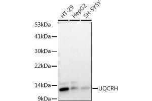 Western blot analysis of extracts of various cell lines, using (ABIN7271126) at 1:1000 dilution. (UQCRH 抗体)