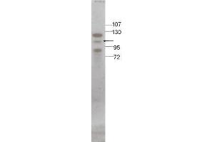 Image no. 1 for anti-STAT5 A/B (STAT5 A/B) (C-Term) antibody (ABIN296137) (STAT5 A/B 抗体  (C-Term))