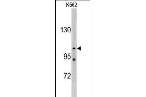 Western blot analysis of LLGL2 antibody (C-term) (ABIN388991 and ABIN2839224) in K562 cell line lysates (35 μg/lane). (LLGL2 抗体  (C-Term))