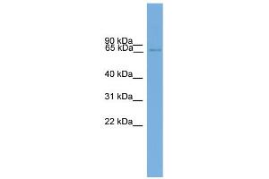 WB Suggested Anti-Eomes Antibody Titration:  0. (EOMES 抗体  (Middle Region))