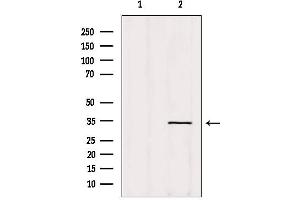 Western blot analysis of extracts from Hela, using OR5AT1 Antibody. (OR14A16 抗体  (Internal Region))
