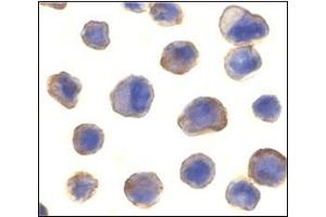 Immunocytochemistry of MADD in human spleen tissue with this product at 10 μg/ml. (MADD 抗体  (C-Term))