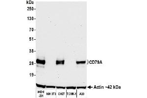 Western Blotting (WB) image for anti-B-cell antigen receptor complex-associated protein alpha chain (CD79A) (AA 176-226) antibody (ABIN7454004)