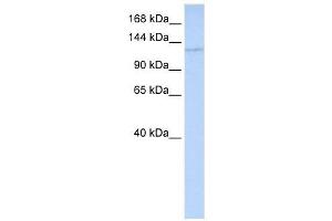 WDR3 antibody (70R-10457) used at 0. (WDR3 抗体  (Middle Region))