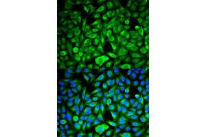 Immunofluorescence (IF) image for anti-Phosphatidylethanolamine Binding Protein 1 (PEBP1) (AA 1-187) antibody (ABIN3021008)