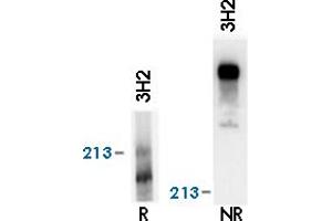 Reactivity of LAMA4 monoclonal antibody, clone 3H2  on human platelet lysate by western blotting (reducing, R and nonreducing, NR conditions).