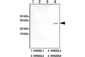 Western blot analysis of recombinant human KIR2DL1 , KIR2DL3 , KIR2DL4 and KIR2DS4 (each 100 ng) were resolved by SDS - PAGE , transferred to PVDF membrane and probed with KIR2DS4 monoclonal antibody , clone 5F2 (1 : 1000)  . (KIR2DS4 抗体  (AA 23-223))