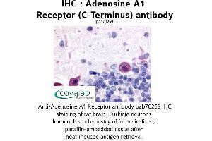 Image no. 1 for anti-Adenosine A1 Receptor (ADORA1) (C-Term) antibody (ABIN1731550) (ADORA1 抗体  (C-Term))
