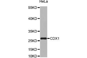 Western blot analysis of extracts of HeLa cell line, using CDX1 antibody. (CDX1 抗体)
