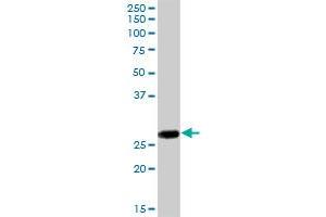 IL27 MaxPab polyclonal antibody. (IL-27 抗体  (AA 1-243))