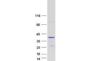 Validation with Western Blot (HNRNPA0 Protein (Myc-DYKDDDDK Tag))