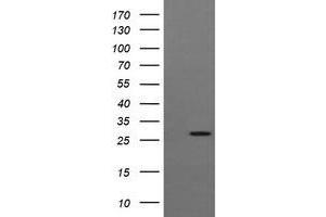 Image no. 2 for anti-Kallikrein 8 (KLK8) antibody (ABIN1498965) (Kallikrein 8 抗体)